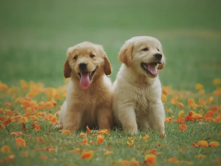 dogs-feature-imgae